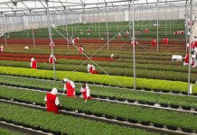 Visita al productora y exportadora de plantas ornamentales en Estelí