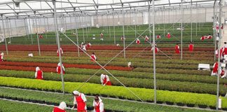Visita al productora y exportadora de plantas ornamentales en Estelí