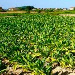 Cultivo de Tabaco en Nicaragua aportó a la economía 55.7 millones de dólares