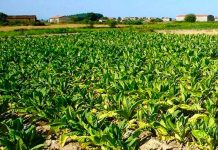 Cultivo de Tabaco en Nicaragua aportó a la economía 55.7 millones de dólares Cultivo de Tabaco en Nicaragua aportó a la economía 55.7 millones de dólares
