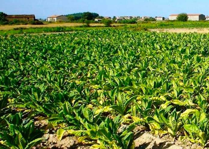 tabaco Cultivo de Tabaco en Nicaragua aportó a la economía 55.7 millones de dólares