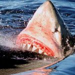 Joven de Australia muere «despedazada por un tiburón» mientras nadaba en un río Tiburón mata a joven mientras nadaba en un río de Australia