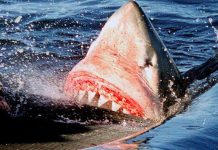 Tiburón mata a joven mientras nadaba en un río de Australia