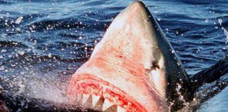 Tiburón mata a joven mientras nadaba en un río de Australia