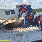 Tortugas verdes fueron devueltas a su hábitat natural en el Caribe Norte Foto: Devuelven tortugas verdes a su hábitat natural en el Caribe Norte / Cortesía