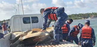 Foto: Devuelven tortugas verdes a su hábitat natural en el Caribe Norte / Cortesía