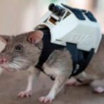 Enormes ratas ayudan en los operativos de rescate en Turquía