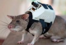 Enormes ratas ayudan en los operativos de rescate en Turquía Enormes ratas ayudan en los operativos de rescate en Turquía