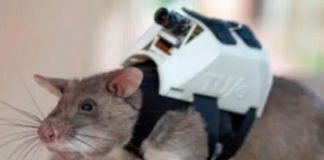 Enormes ratas ayudan en los operativos de rescate en Turquía