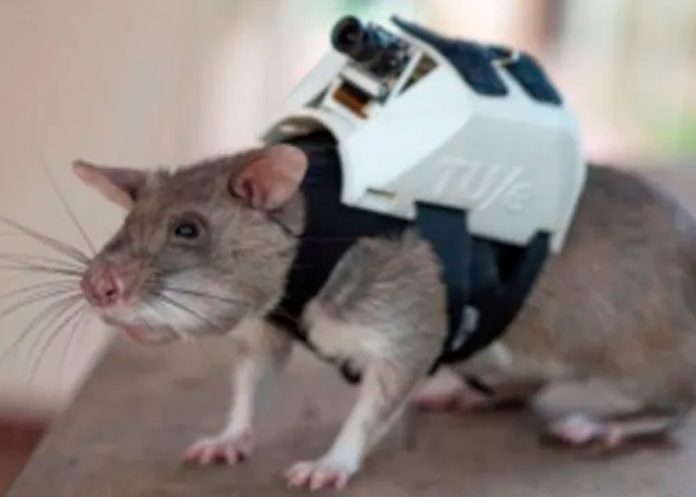 Enormes ratas ayudan en los operativos de rescate en Turquía