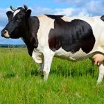 Clonan "supervacas" lecheras usando transferencia nuclear de células