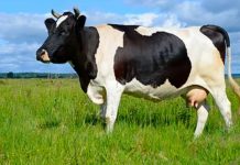Clonan "supervacas" lecheras usando transferencia nuclear de células