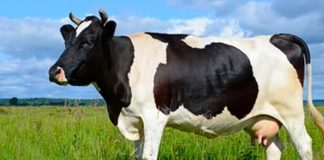 Clonan "supervacas" lecheras usando transferencia nuclear de células