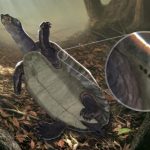 Encuentran en Colombia restos de tortugas acuáticas antiguas