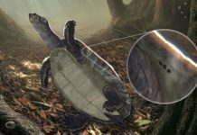 Encuentran en Colombia restos de tortugas acuáticas antiguas