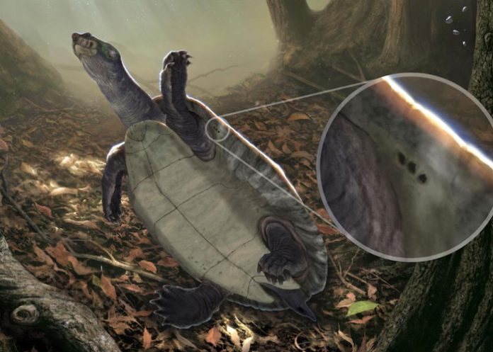 Encuentran en Colombia restos de tortugas acuáticas antiguas