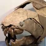 Científicos descubren cómo era el depredador más peligroso de los mares Científicos descubren cómo era el depredador más peligroso de los mares