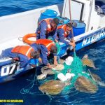 Foto: El Ejército de Nicaragua liberó 13 tortugas Paslama que estaban atrapadas / Cortesía