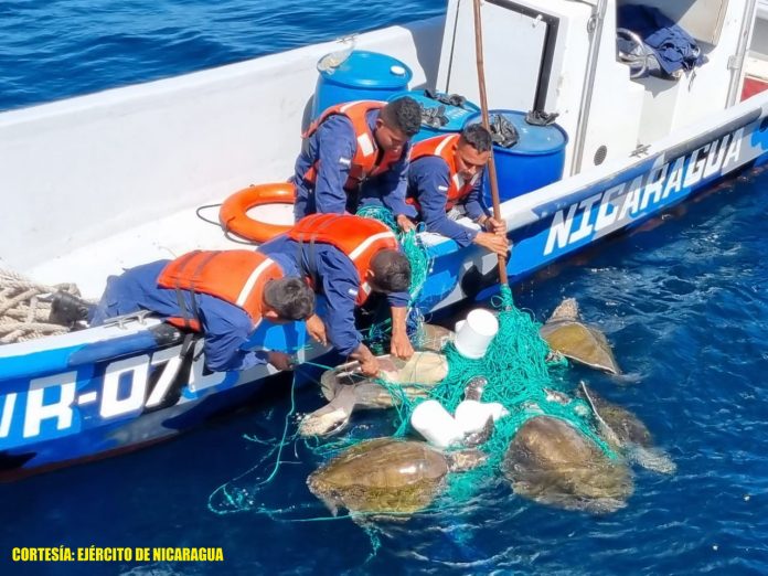 Foto: El Ejército de Nicaragua liberó 13 tortugas Paslama que estaban atrapadas / Cortesía