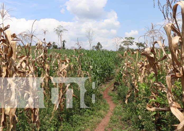 1 Productor aplicando técnicas innovadoras cosecha todo el año maíz en Siuna