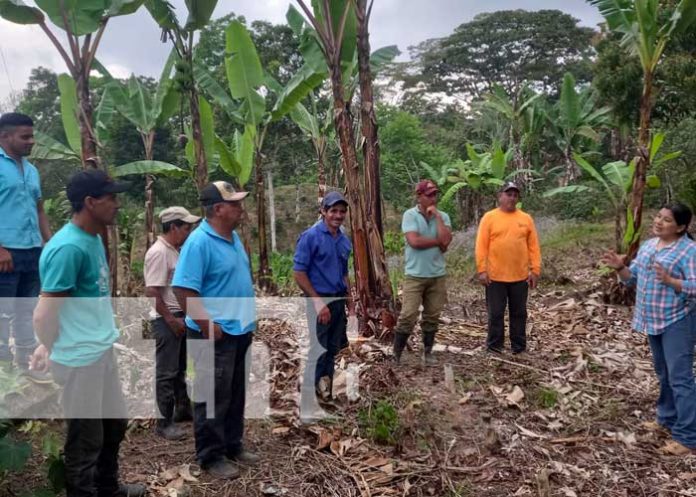 1 INTA presentó implementación de nuevas técnicas de cultivos en Jinotega