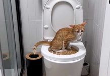 Tiktoker se hace viral por enseñar a su gato a usar el inodoro Tiktoker se hace viral por enseñar a su gato a usar el inodoro