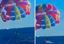 Tiburón salta del agua y arranca parte del pie de un turista Tiburón salta del agua y arranca parte del pie de un turista