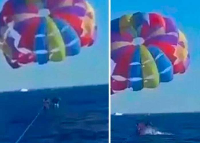 Tiburón salta del agua y arranca parte del pie de un turista