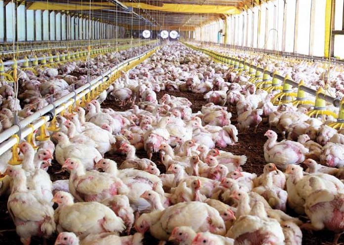 Foto: «Producción avícola» Seguridad y mayor empuje económico en Nicaragua / Cortesía