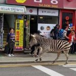 Video: Cebra es grabada luego de haber escapado de un zoológico Video: Cebra es grabada luego de haber escapado de un zoológico