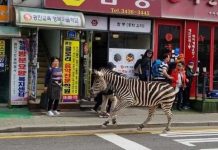 Video: Cebra es grabada luego de haber escapado de un zoológico