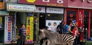 Video: Cebra es grabada luego de haber escapado de un zoológico