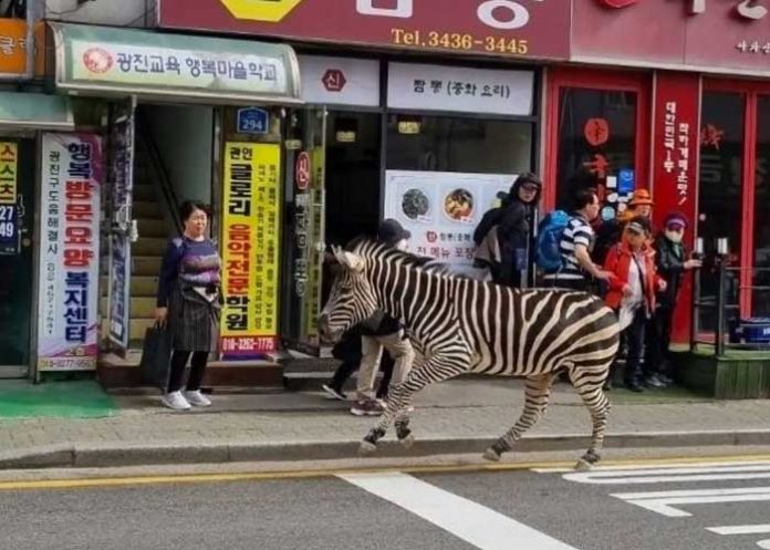 Video: Cebra es grabada luego de haber escapado de un zoológico