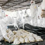 Gobierno continúa con Campaña Nacional de Prevención de Influenza Aviar Gobierno continúa con Campaña Nacional de Prevención de Influenza Aviar