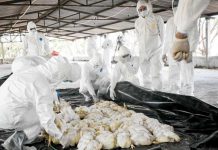 Gobierno continúa con Campaña Nacional de Prevención de Influenza Aviar Gobierno continúa con Campaña Nacional de Prevención de Influenza Aviar