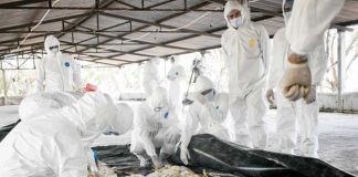 Gobierno continúa con Campaña Nacional de Prevención de Influenza Aviar