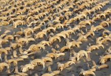 Encuentran 2 mil cabezas de ovejas momificadas en Egipto Encuentran 2 mil cabezas de ovejas momificadas en Egipto