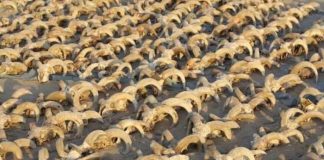 Encuentran 2 mil cabezas de ovejas momificadas en Egipto