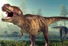 ¿Tiranosaurio rex con labios? Esto señala un reciente estudio ¿Tiranosaurios rex con labios? Esto señala un reciente estudio