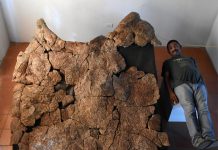 Niños en Argentina descubren restos de armadillo gigante de 5 millones de años (FOTO) Foto: Niños en Argentina descubren restos de armadillo gigante de 5 millones de años (FOTO) / Cortesía