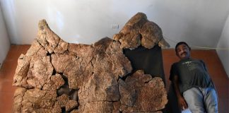 Foto: Niños en Argentina descubren restos de armadillo gigante de 5 millones de años (FOTO) / Cortesía