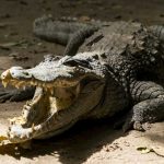 Foto: Niño de 2 años fue encontrado muerto en la boca de un caimán en Florida / Cortesía