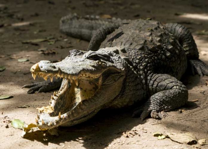 Foto: Niño de 2 años fue encontrado muerto en la boca de un caimán en Florida / Cortesía