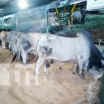 Foto: Autoridades y ganaderos de Camoapa inauguran “Feria Hatofer 2023” / TN8