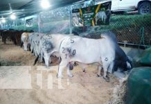 Autoridades y ganaderos de Camoapa inauguran «Feria Hatofer 2023» Foto: Autoridades y ganaderos de Camoapa inauguran “Feria Hatofer 2023” / TN8