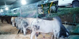 Foto: Autoridades y ganaderos de Camoapa inauguran “Feria Hatofer 2023” / TN8