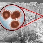 Científicos reviven virus “zombie” que puede ser letal para el ser humano Científicos reviven virus “zombie” que puede ser letal para el ser humano