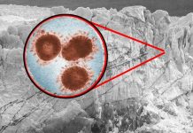 Científicos reviven virus “zombie” que puede ser letal para el ser humano