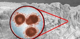 Científicos reviven virus “zombie” que puede ser letal para el ser humano