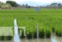 Reinauguran centro de investigaciones sobre producción de arroz en Matagalpa Foto: Reinauguran centro de investigaciones sobre producción de arroz en Matagalpa / TN8